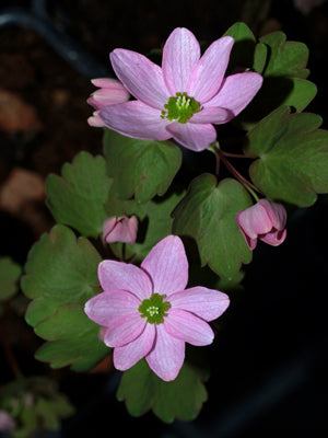 ANEMONELLA THALICTROIDES BABE