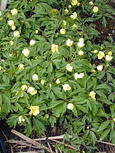 ANEMONE x LIPSIENSIS 'PALLIDA'