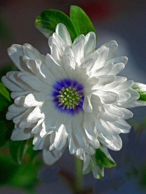 ANEMONE NEMOROSA 'BLUE EYES'