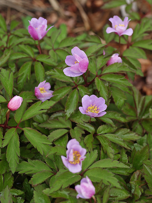 ANEMONE NEMOROSA 'BOWLES'S PURPLE'