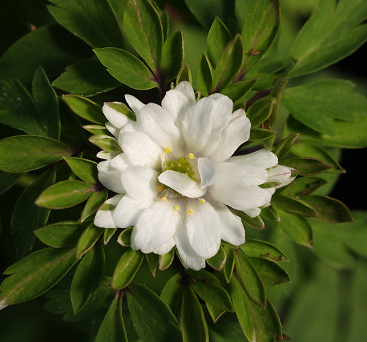 ANEMONE NEMOROSA 'BRACTEATA PLENIFLORA'