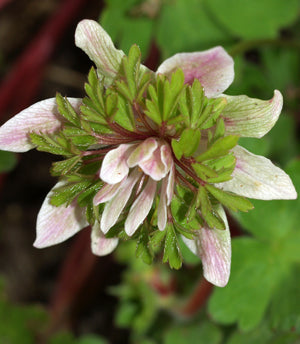 ANEMONE NEMOROSA 'GREEN FINGERS'