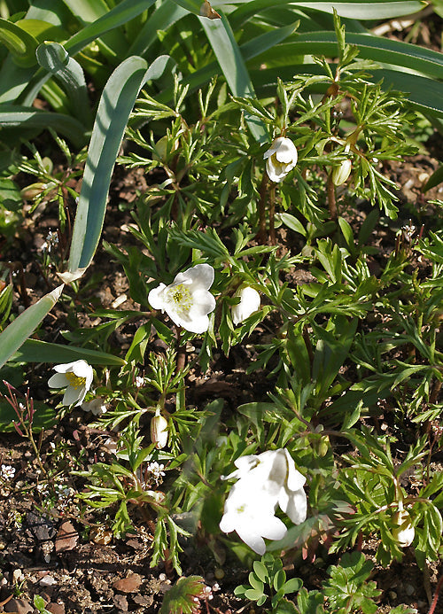 ANEMONE NEMOROSA 'LYCHETTE'