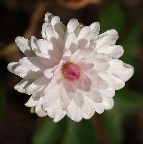 ANEMONE NEMOROSA double pale pink