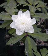 ANEMONE NEMOROSA 'ALBA PLENA'