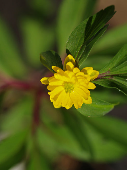 ANEMONE RANUNCULOIDES 'FUCHSIS TRAUM'