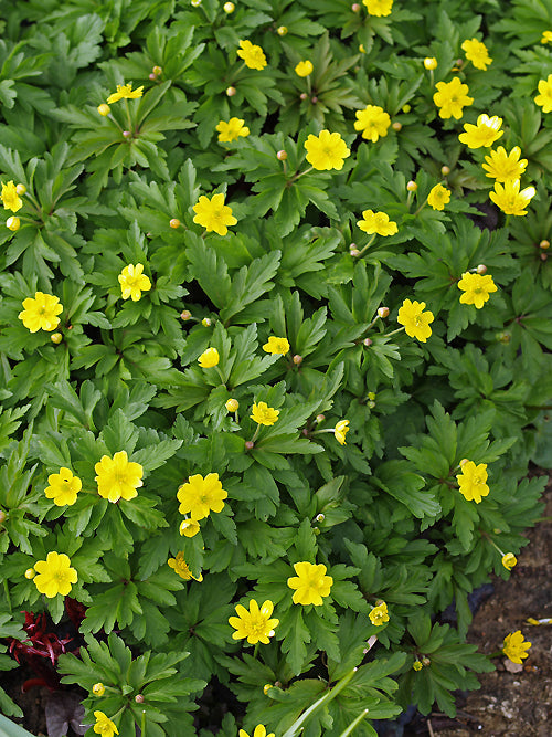 ANEMONE RANUNCULOIDES 'FRANK WALEY'