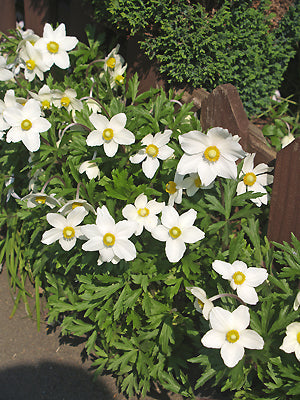 ANEMONE SYLVESTRIS 'MACRANTHA'