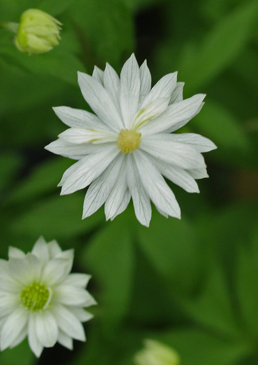 ANEMONE STOLONIFERA double-flowered