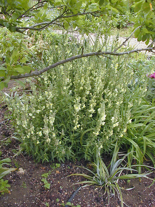 ANTIRRHINUM BRAUN-BLANQUETTII