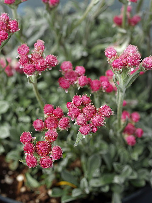 ANTENNARIA DIOICA 'ROTES WUNDER'