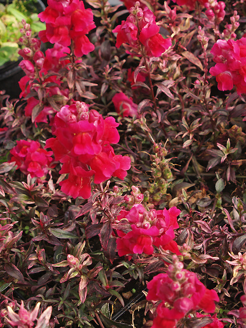 ANTIRRHINUM MAJUS 'JUNE BLAKE'