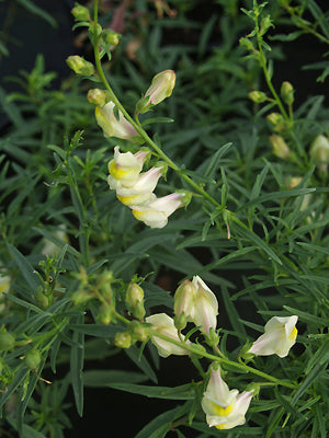 ANTIRRHINUM SICULUM