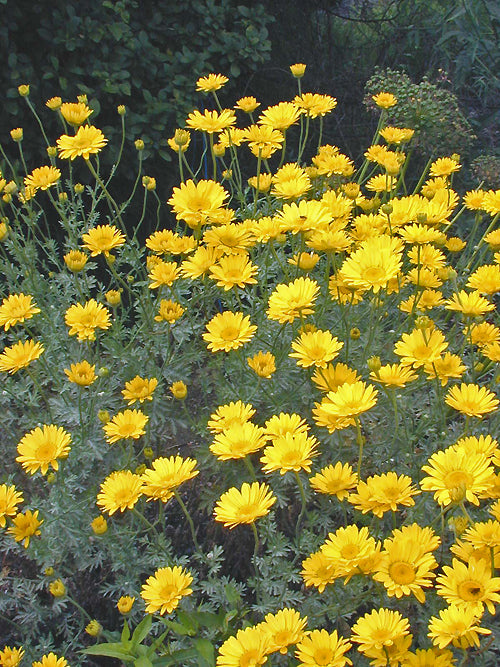 ANTHEMIS 'BEAUTY OF GRALLAGH'
