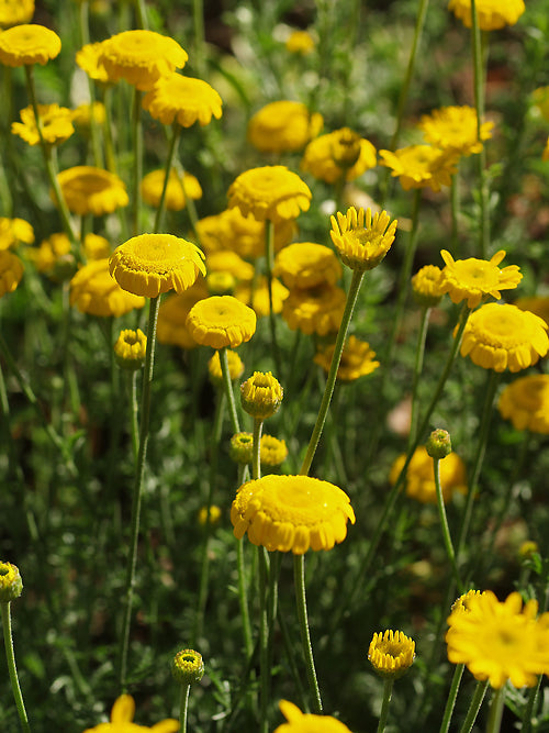 ANTHEMIS TINCTORIA 'CHARME'