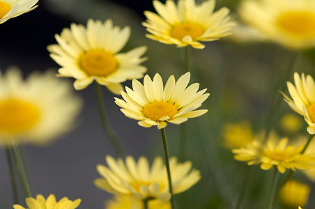 ANTHEMIS TINCTORIA 'E.C.BUXTON'