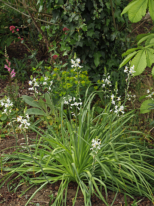ANTHERICUM LILIAGO 'MAJOR'