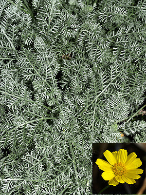 ANTHEMIS MARSCHALLIANA