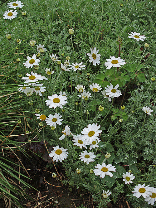 ANTHEMIS PUNCTATA subsp.CUPANIANA