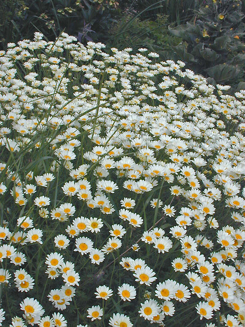 ANTHEMIS TINCTORIA 'SAUCE HOLLANDAISE'