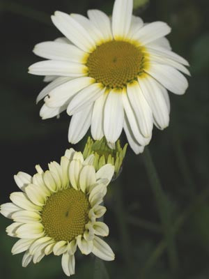 ANTHEMIS 'TINPENNY SPARKLE'
