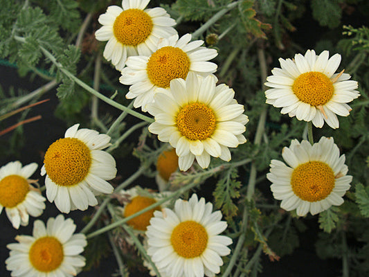 ANTHEMIS 'TETWORTH'