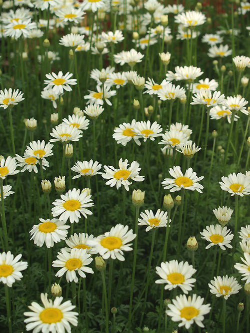 ANTHEMIS TRIUMFETTII