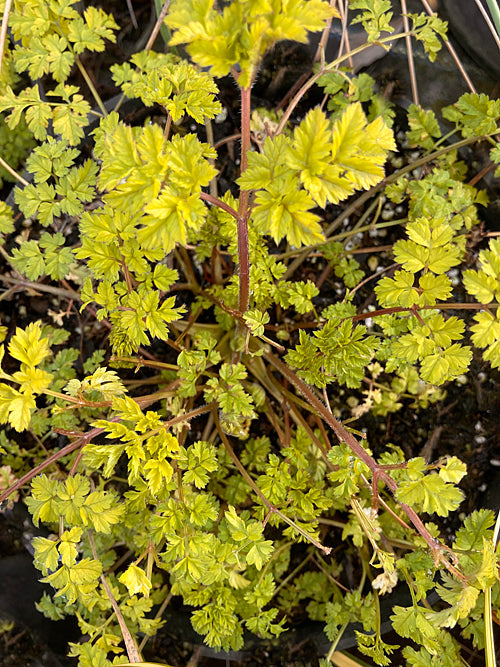 ANTHRISCUS SYLVESTRIS 'GOING FOR GOLD'