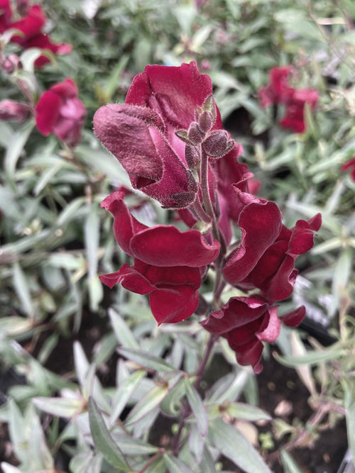 ANTIRRHINUM MAJUS 'BLACK PRINCE'