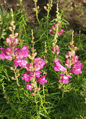 ANTIRRHINUM MAJUS
