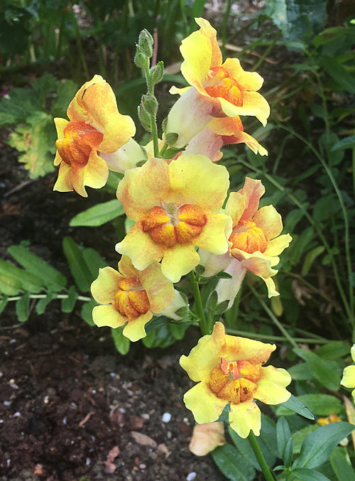 ANTIRRHINUM MAJUS PELORIC BROWN VARIEGATED