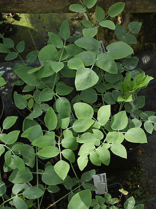 GLAUCOSCIADIUM CORDIFOLIUM