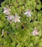 AQUILEGIA 'ANJA'