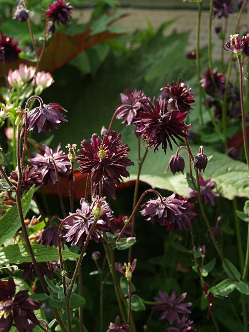 AQUILEGIA 'BLACK BARLOW'
