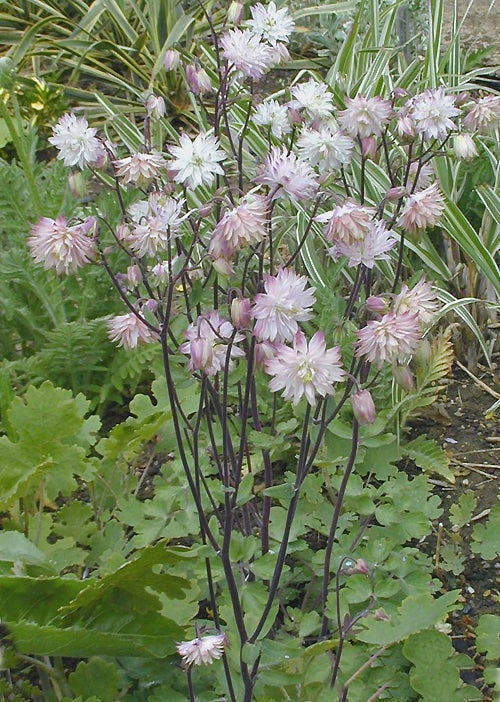AQUILEGIA 'BALLERINA'