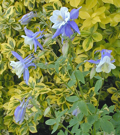 AQUILEGIA 'BLUE STAR'