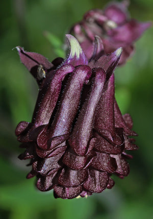 AQUILEGIA VULGARIS var.FLORE PLENO black