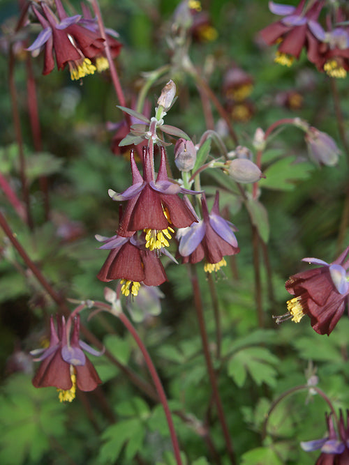 AQUILEGIA 'FRUIT AND NUT CHOCOLATE'