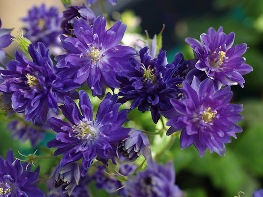 AQUILEGIA VULGARIS 'CLEMENTINE BLUE'