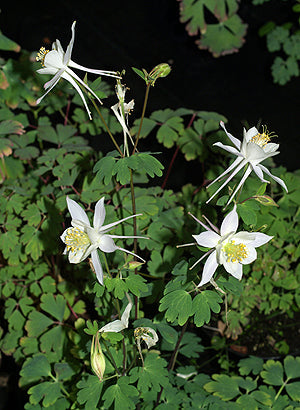 AQUILEGIA COERULEA var.OCHROLEUCA NNS 06-67