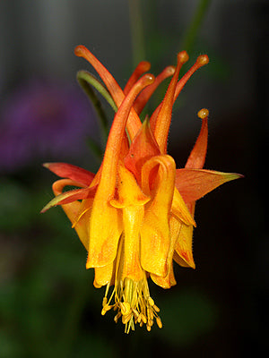 AQUILEGIA VULGARIS 'ORANGES AND LEMONS'
