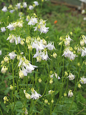 AQUILEGIA VULGARIS var.FLORE PLENO blue