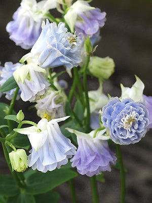 AQUILEGIA VULGARIS DOUBLE PALE BLUE