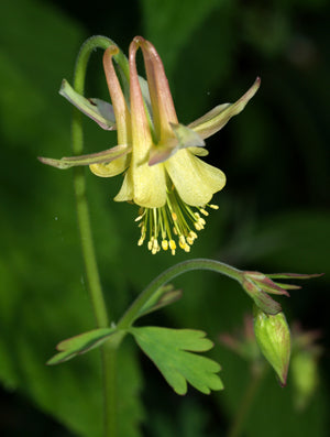 AQUILEGIA FLAVESCENS var.FLAVESCENS NNS 06-72