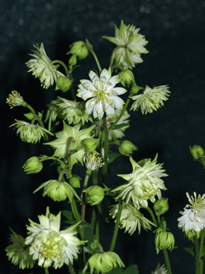 AQUILEGIA VULGARIS var.STELLATA 'GREENAPPLES'