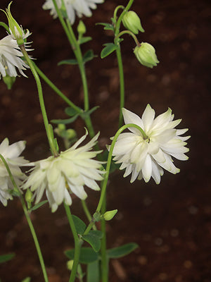 AQUILEGIA JUNE BLAKE'S WHITE DOUBLE STRAIN