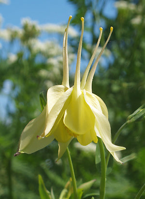 AQUILEGIA JUNE BLAKE'S GIANT YELLOW STRAIN
