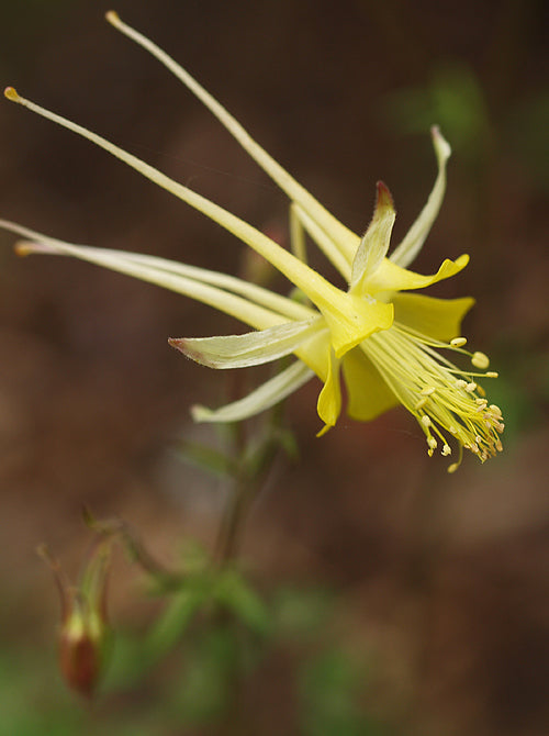 AQUILEGIA JUNE BLAKE'S GOOD YELLOW STRAIN