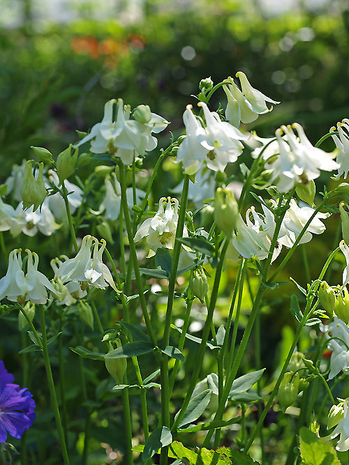 AQUILEGIA VULGARIS 'NIVEA'