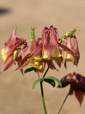 AQUILEGIA OXYSEPALA